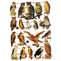 Vintage Lithography Sheet Owls | 118 image 0