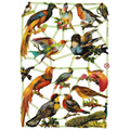Vintage Lithography Sheet Birds | 100 image 0