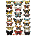 Vintage Lithography Sheet Butterflies | 106 image 0