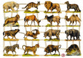 Vintage Lithography Sheet Animals | 170 image 0