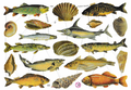 German Paper Scraps Fish | 201 image 0